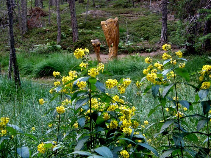 Fiori gialli...a mazzetti - Lysimachia vulgaris