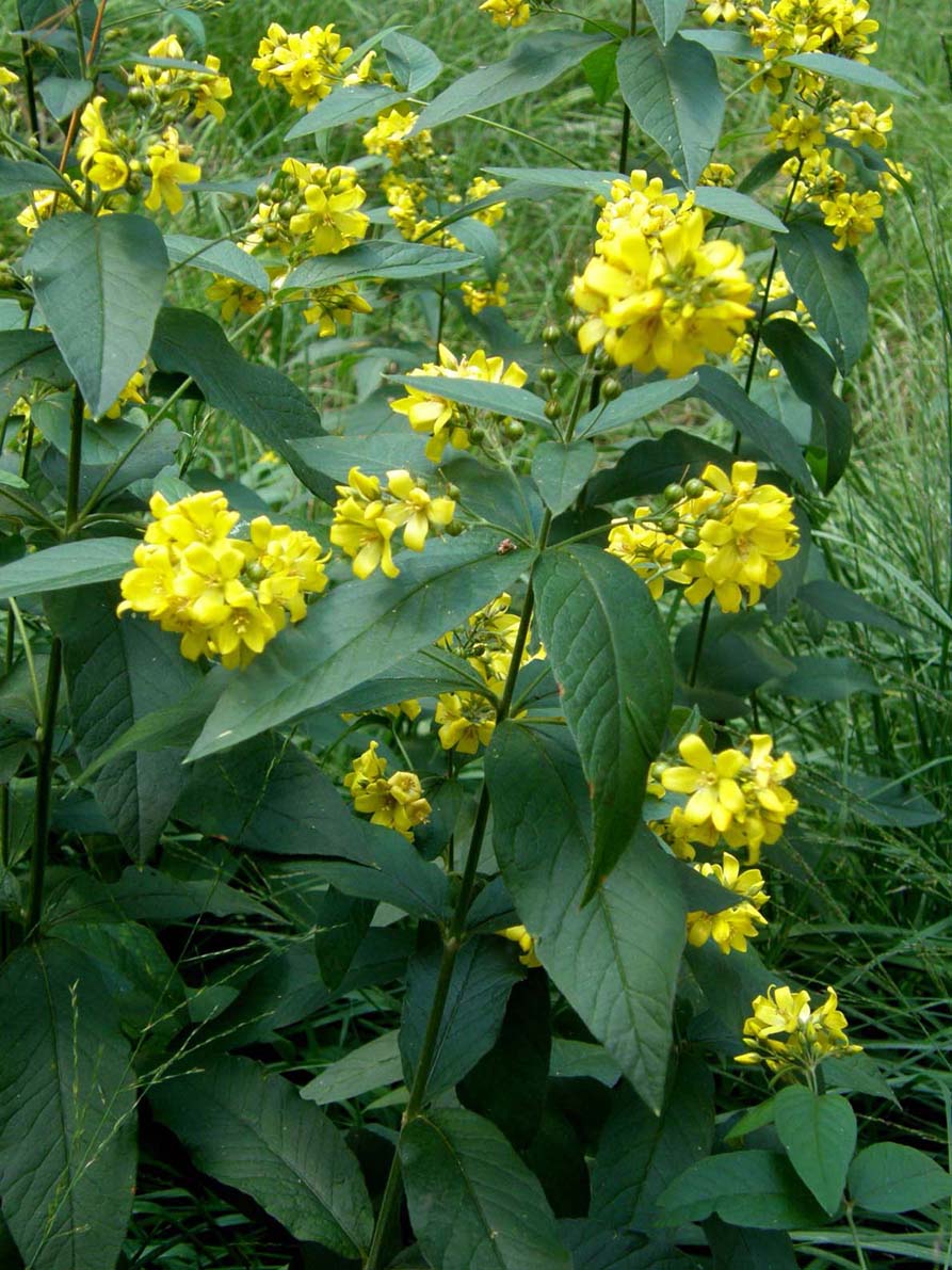 Fiori gialli...a mazzetti - Lysimachia vulgaris