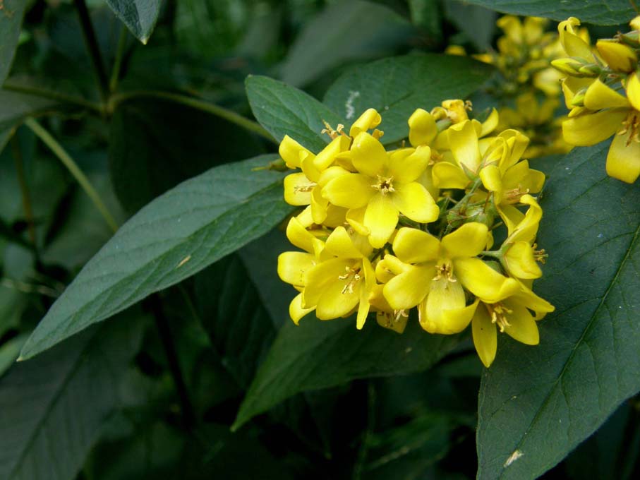 Fiori gialli...a mazzetti - Lysimachia vulgaris