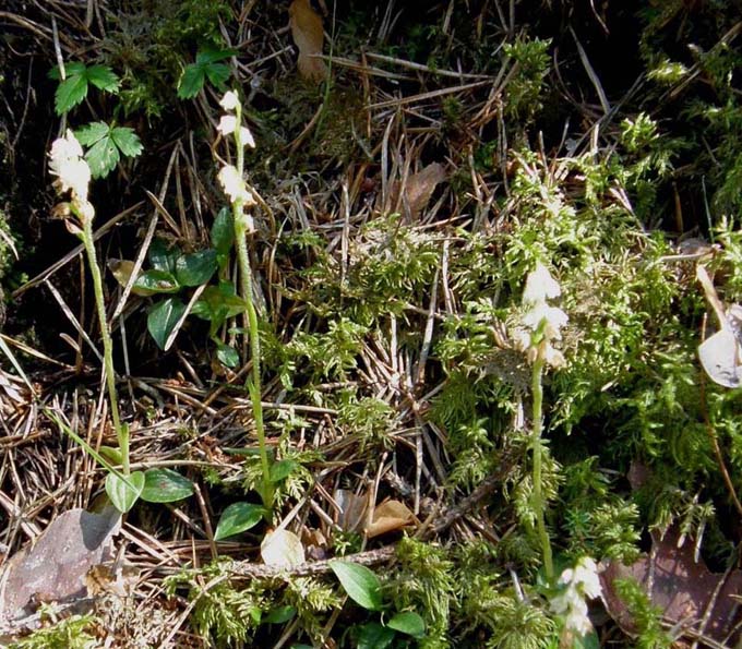 Orchidea altoatesina bianca:  Goodyera repens