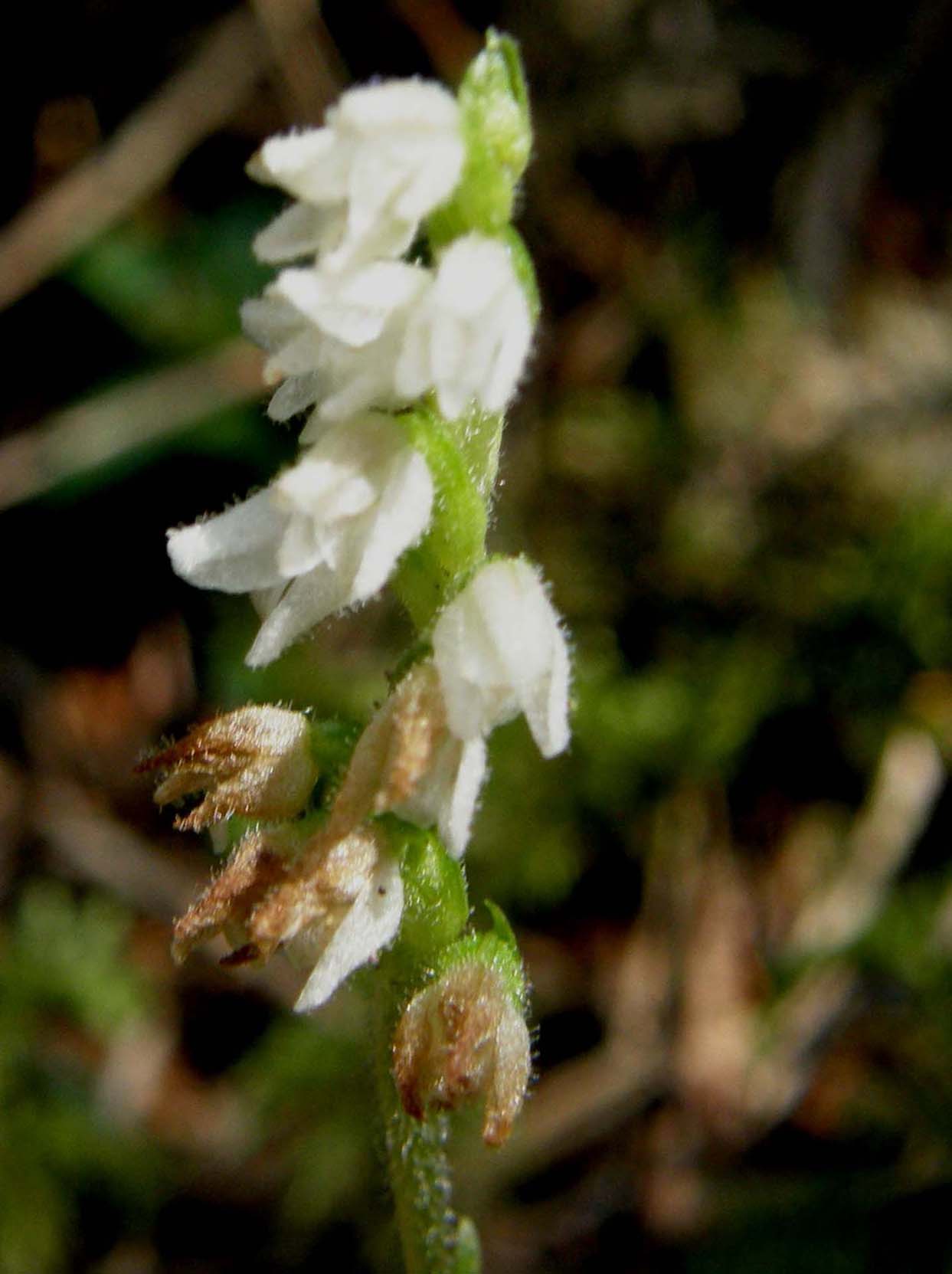 Orchidea altoatesina bianca:  Goodyera repens