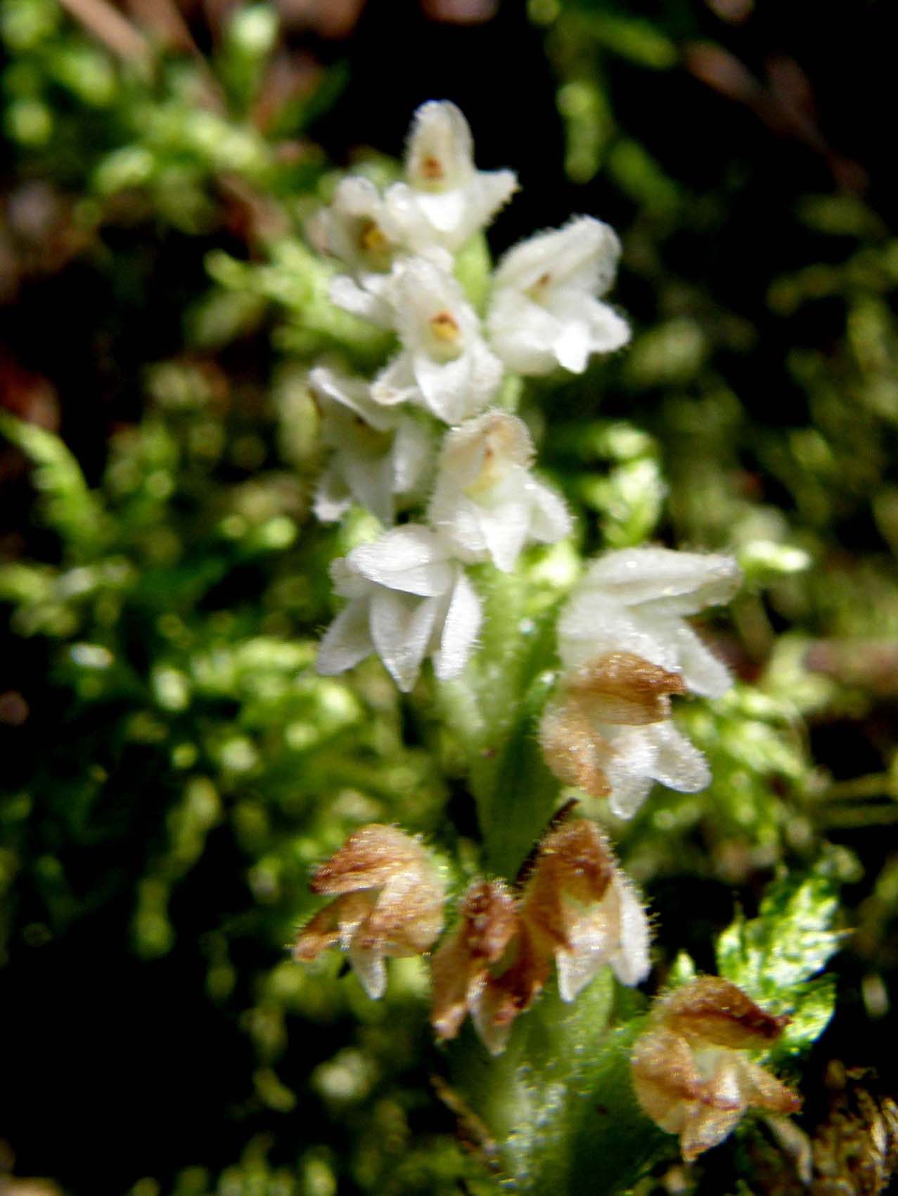 Orchidea altoatesina bianca:  Goodyera repens