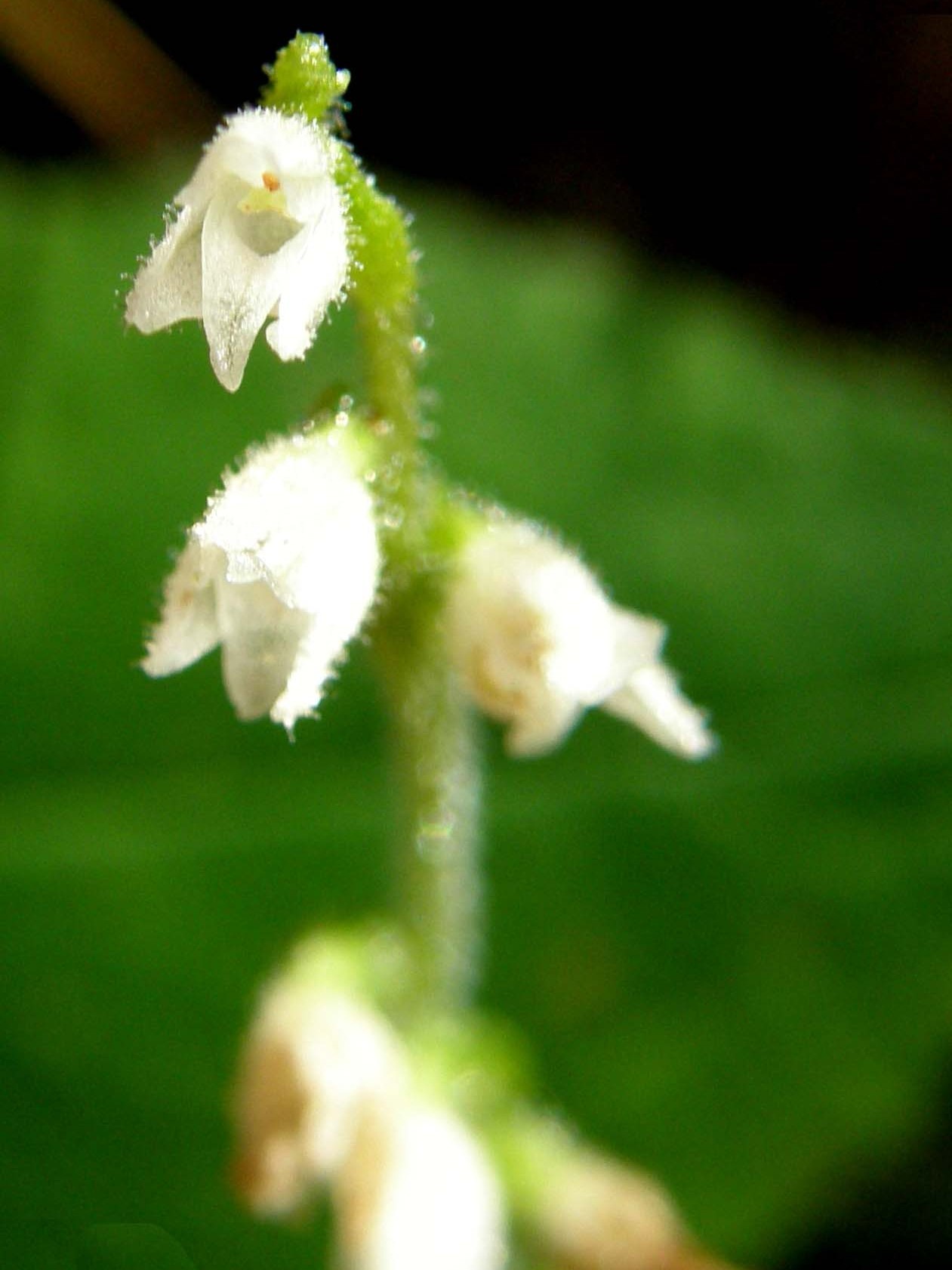 Orchidea altoatesina bianca:  Goodyera repens