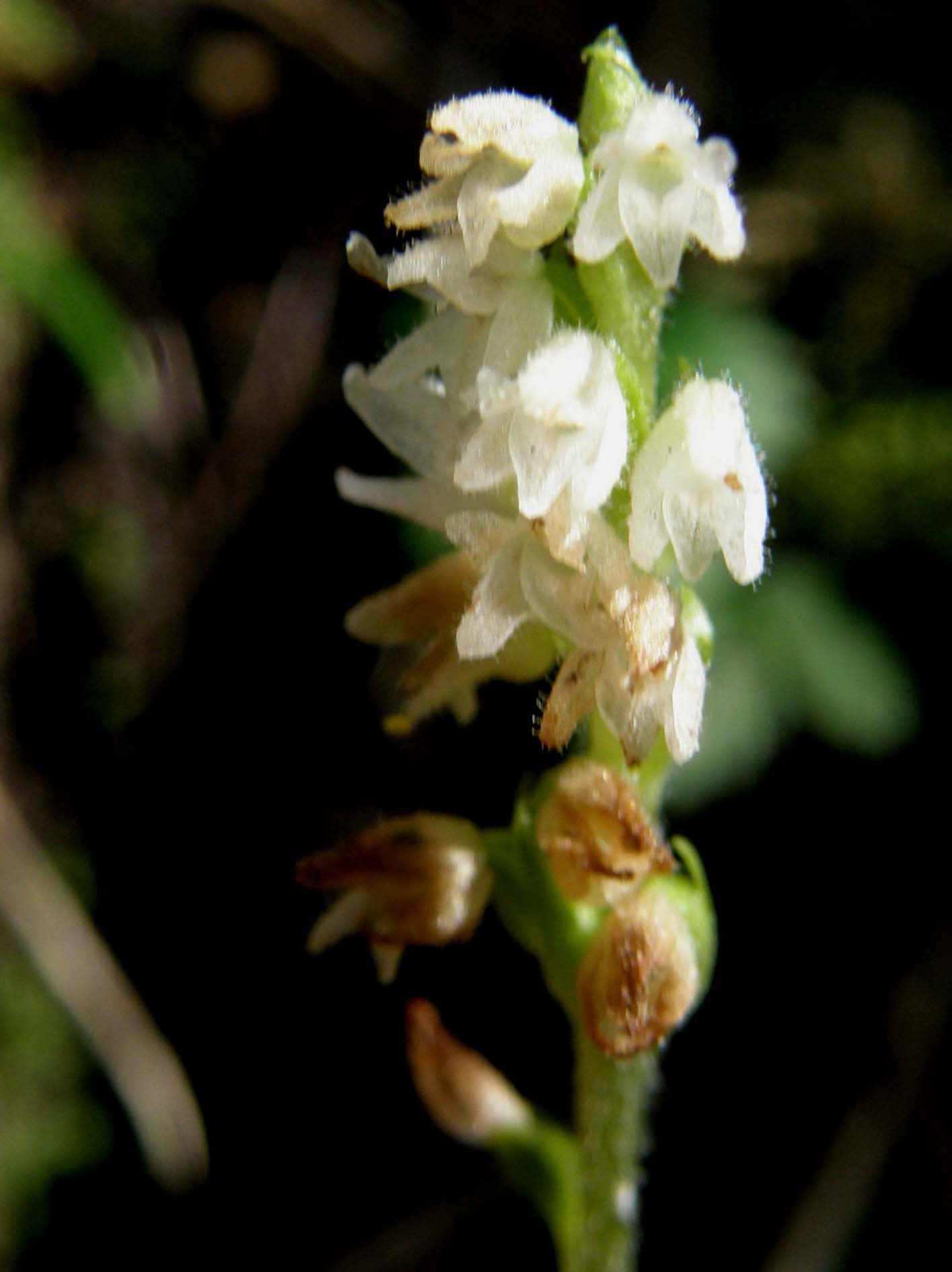 Orchidea altoatesina bianca:  Goodyera repens