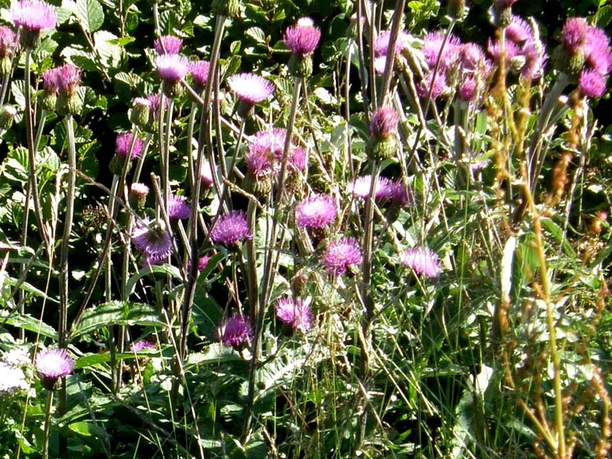 Cirsium heterophyllum e Cirsium anverse