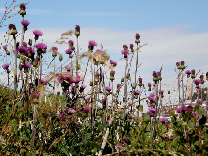 Cirsium heterophyllum e Cirsium anverse