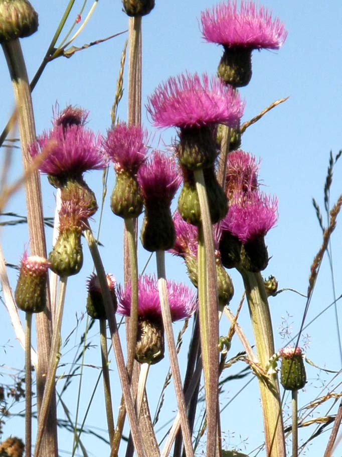 Cirsium heterophyllum e Cirsium anverse