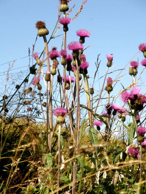 Cirsium heterophyllum e Cirsium anverse