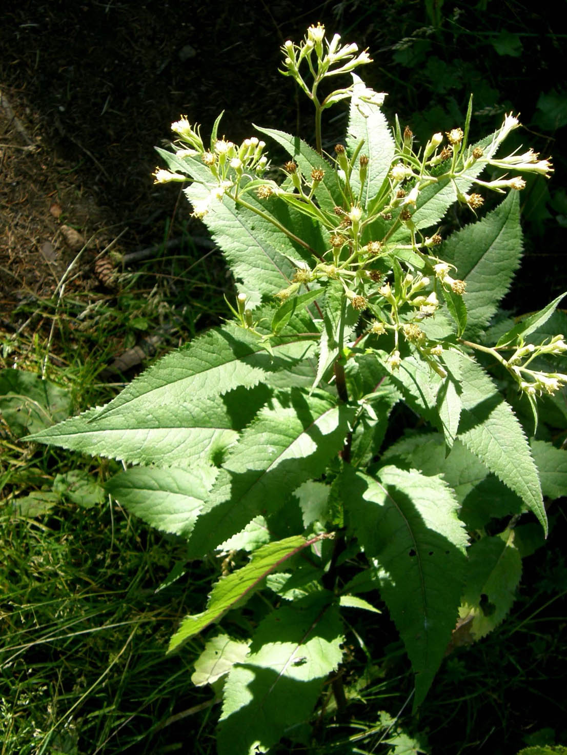 Senecio cacaliaster / Senecione biancastro