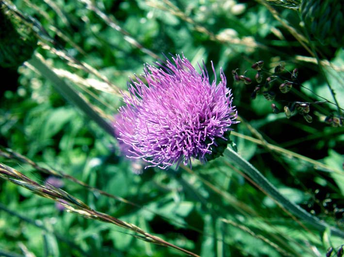 Cirsium heterophyllum e Cirsium anverse