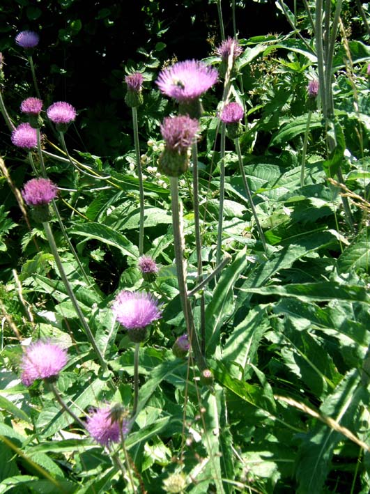 Cirsium heterophyllum e Cirsium anverse