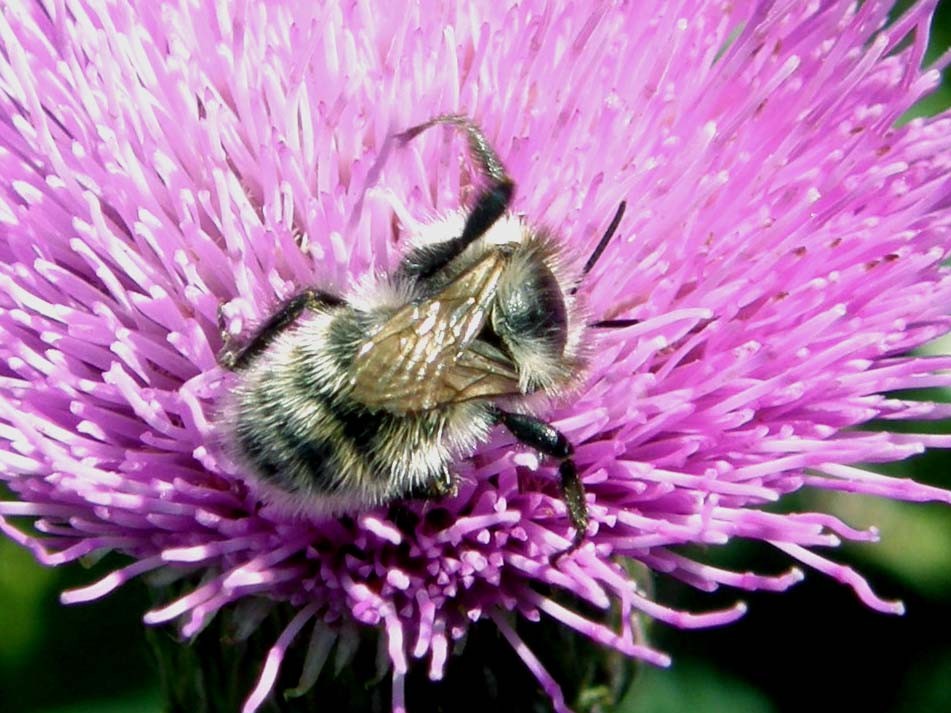 Bombus (cfr mesomelas)