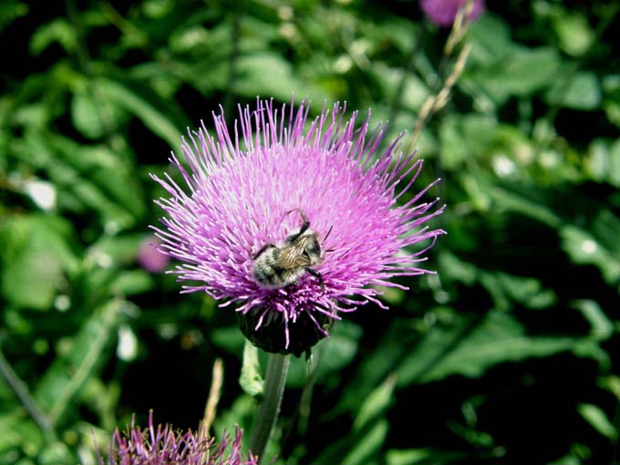 Cirsium heterophyllum e Cirsium anverse