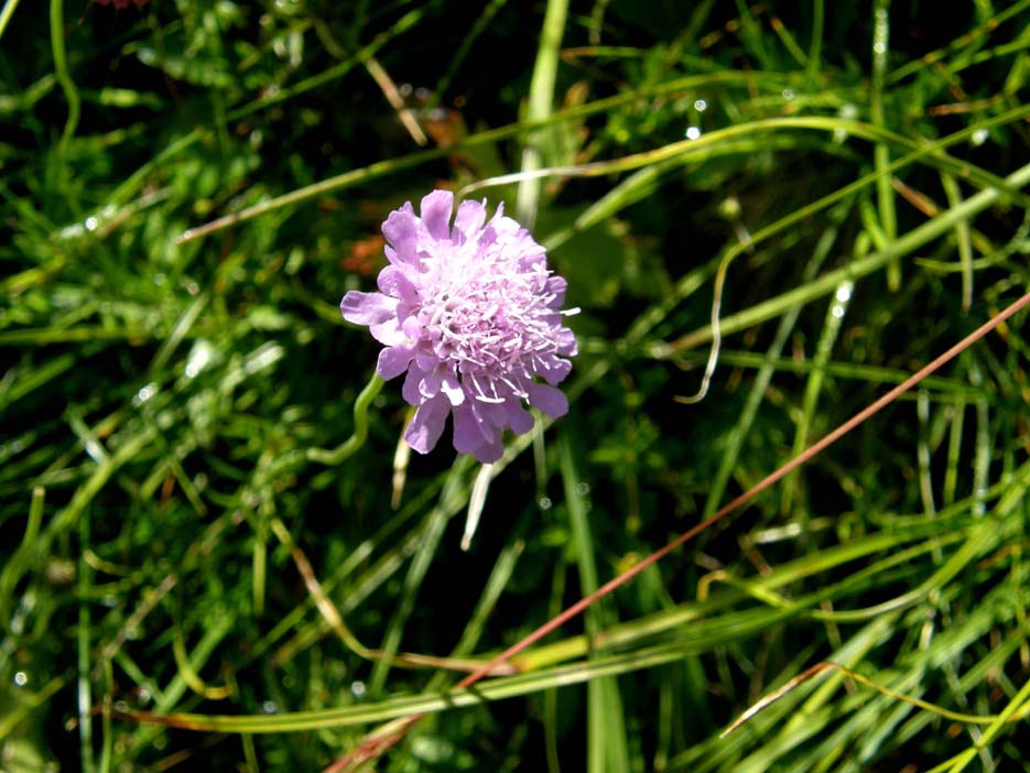 Scabiosa sp.  (Dipsacales Caprifoliaceae)