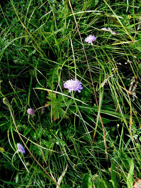 Scabiosa sp.  (Dipsacales Caprifoliaceae)