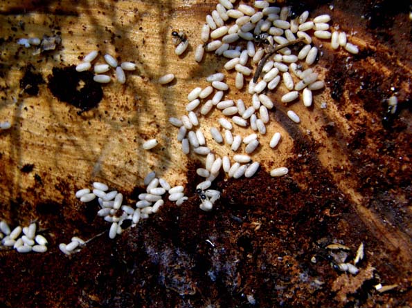 Uova di formica...(bozzoli di Lasius sp.)