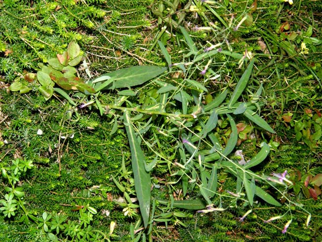 Sprazzi viola tra il verde - Prenanthes purpurea