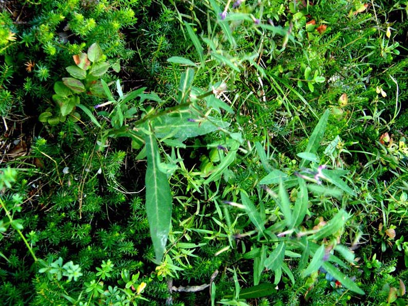 Sprazzi viola tra il verde - Prenanthes purpurea