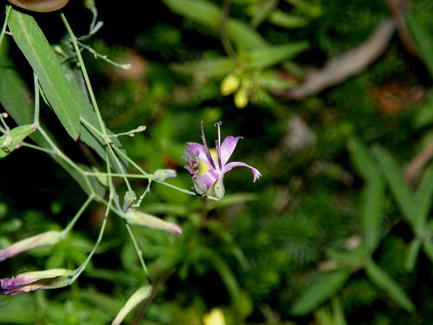 Sprazzi viola tra il verde - Prenanthes purpurea