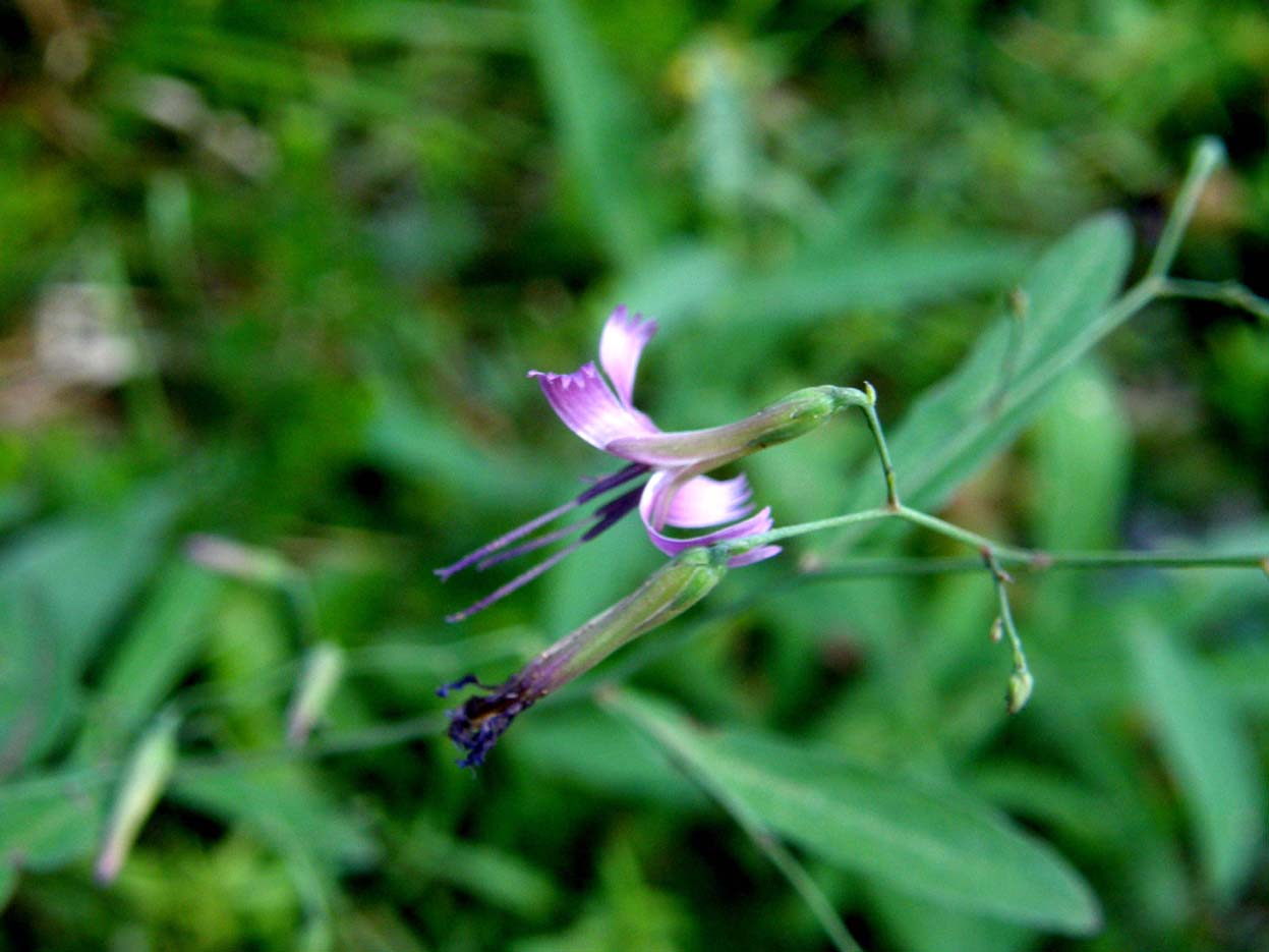 Sprazzi viola tra il verde - Prenanthes purpurea