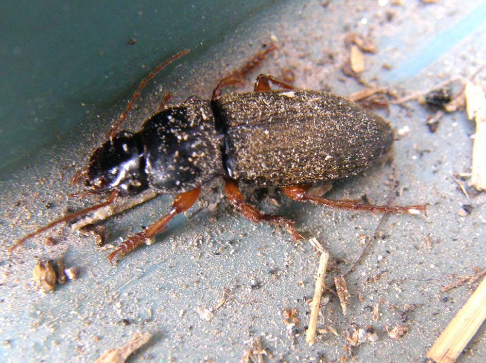 Carabidae altoatesino: Pseudoophonus rufipes