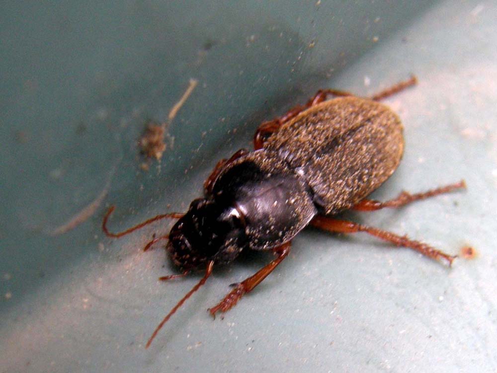 Carabidae altoatesino: Pseudoophonus rufipes