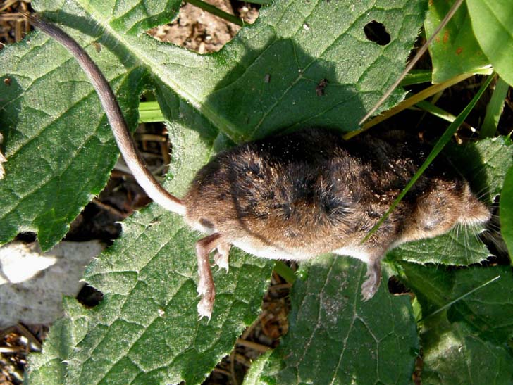 Sorex sp. finito male