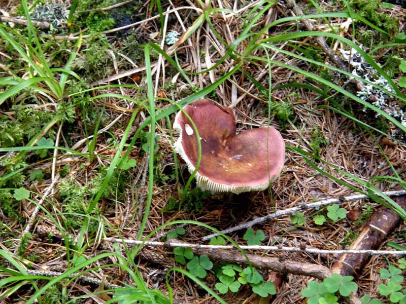 Russula altoatesina