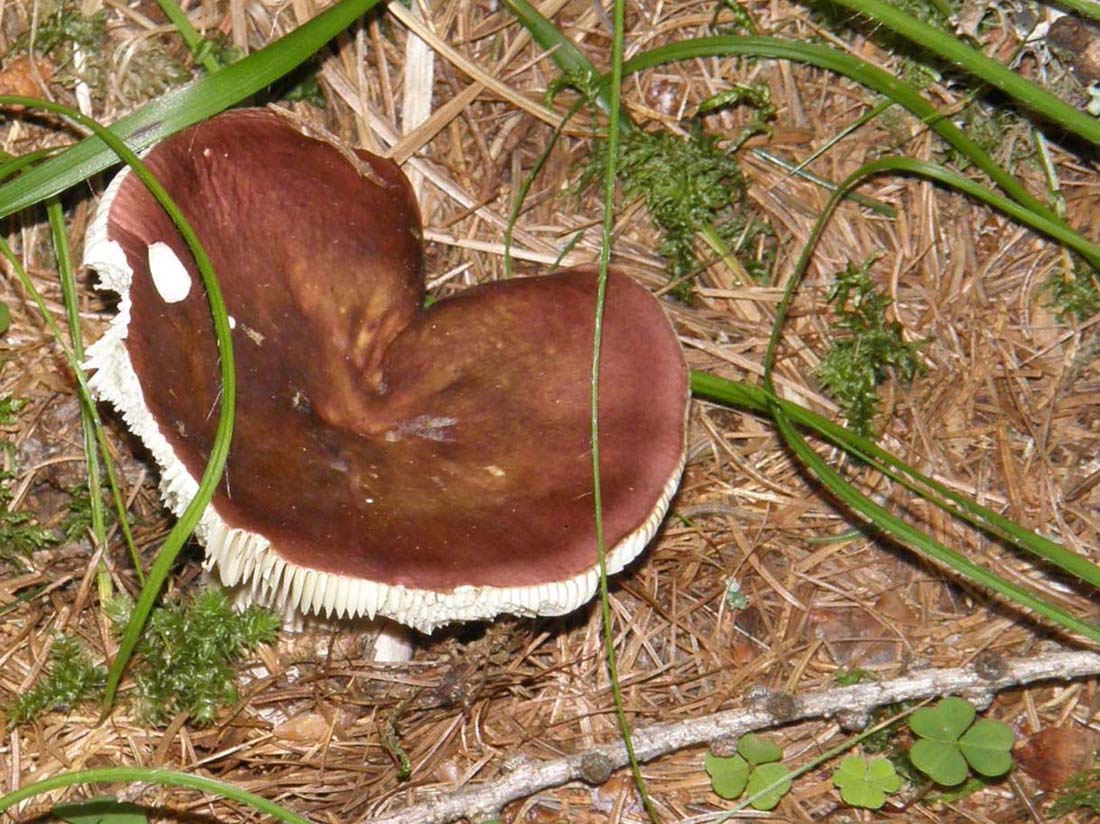 Russula altoatesina