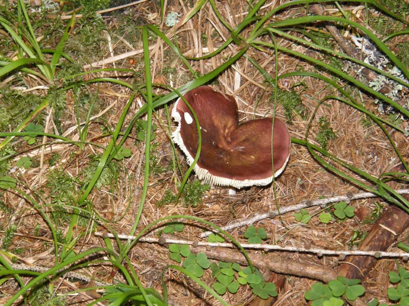 Russula altoatesina