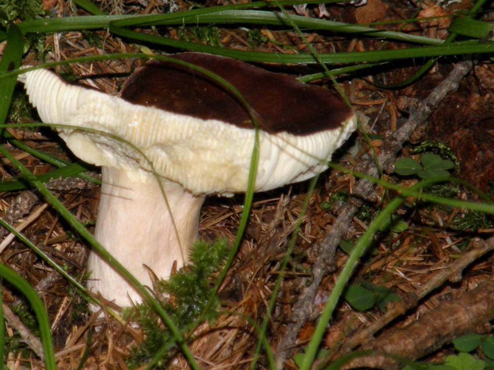 Russula altoatesina