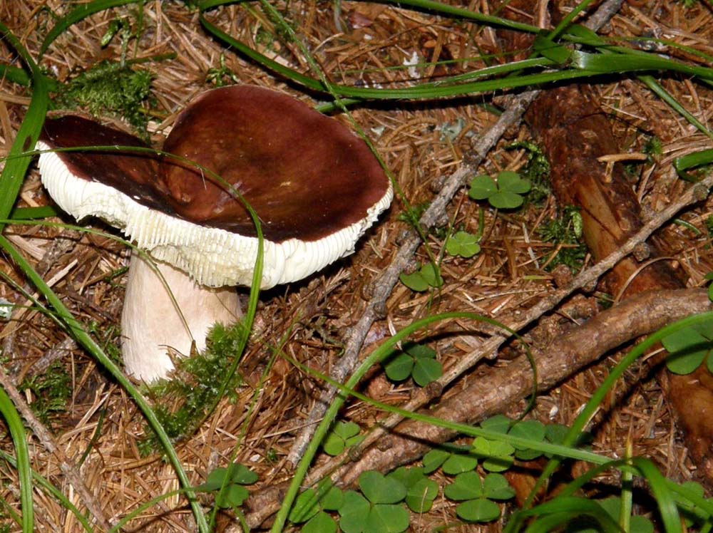 Russula altoatesina