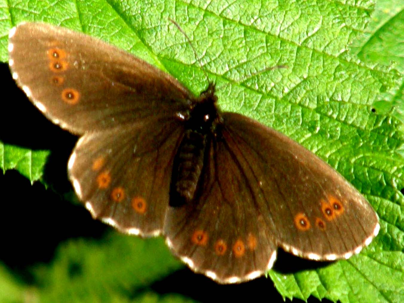 Erebia meolans ?  NO!   Erebia euryale 