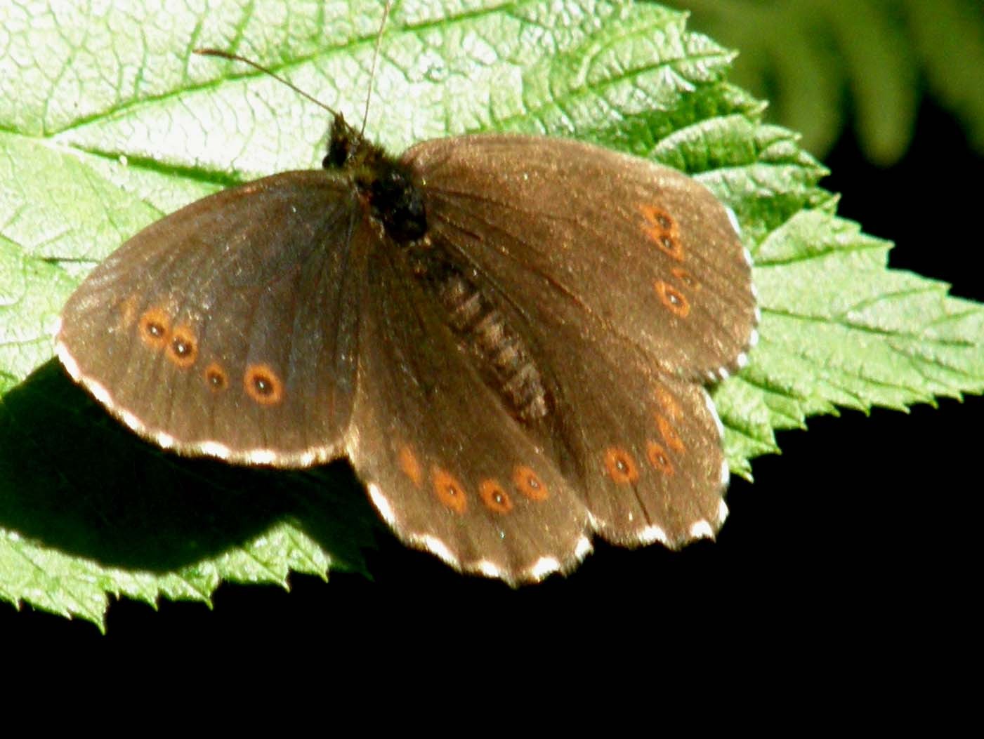 Erebia meolans ?  NO!   Erebia euryale 