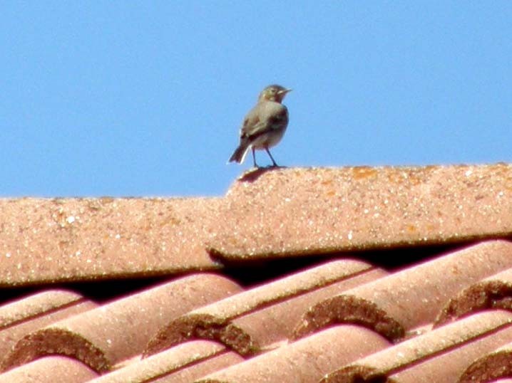 Sul tetto della casa di fronte 3