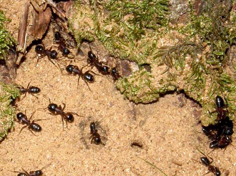 Formicaio in pineta 1 (Camponotus ligniperda)