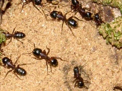 Formicaio in pineta 1 (Camponotus ligniperda)