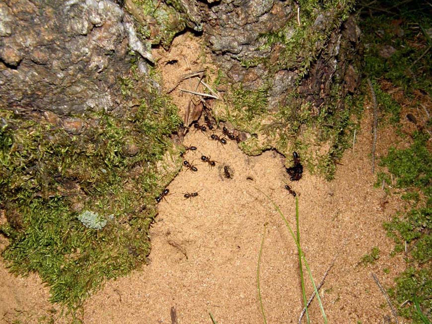 Formicaio in pineta 1 (Camponotus ligniperda)