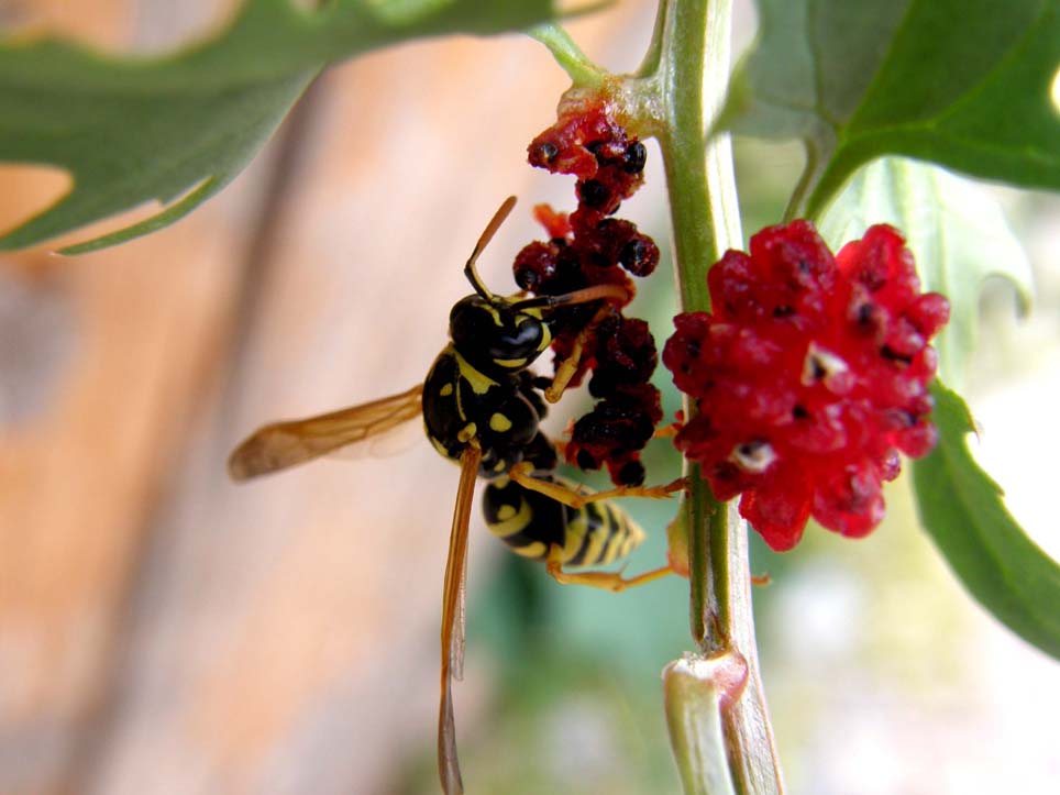 Polistes (Sulcopolistes) sp.  e Vespula sp. (cfr)