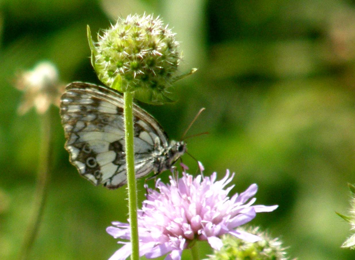 Melanargia galatea?