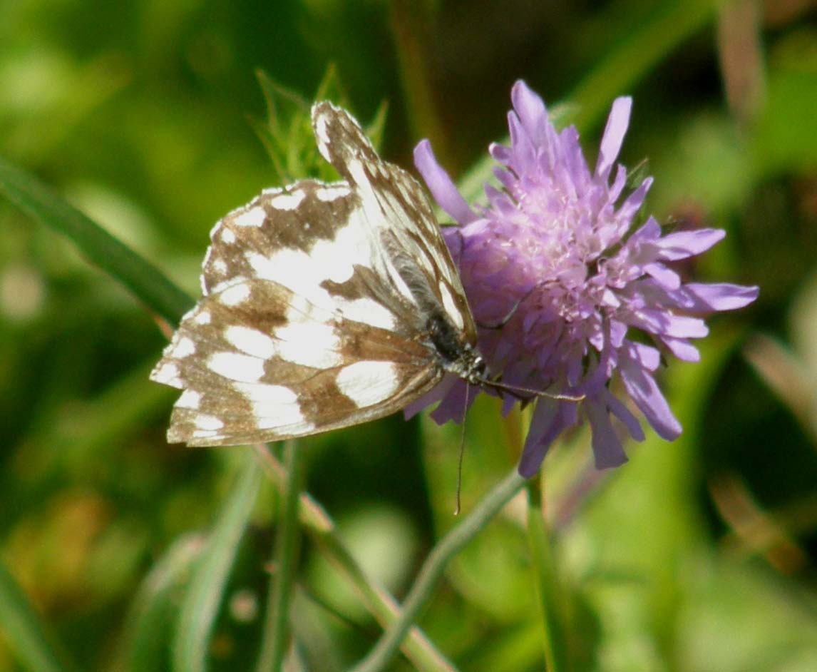 Melanargia galatea?