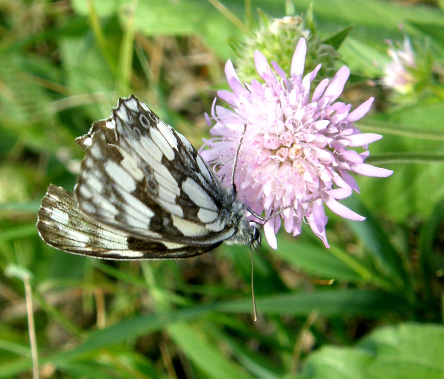 Melanargia galatea?