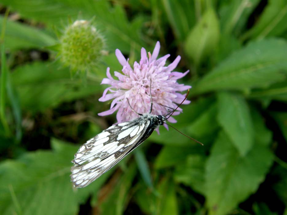 Melanargia galatea?