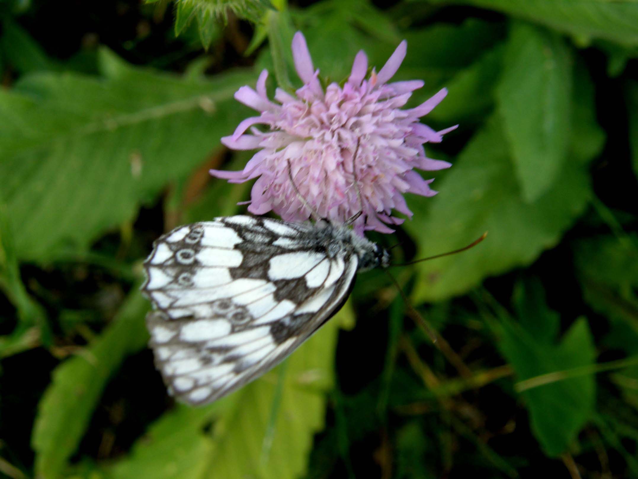 Melanargia galatea?