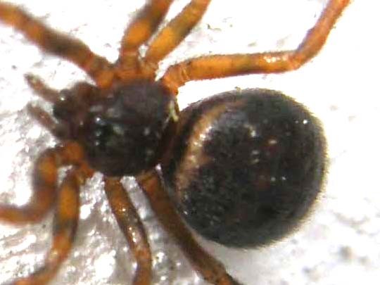 Steatoda bipunctata