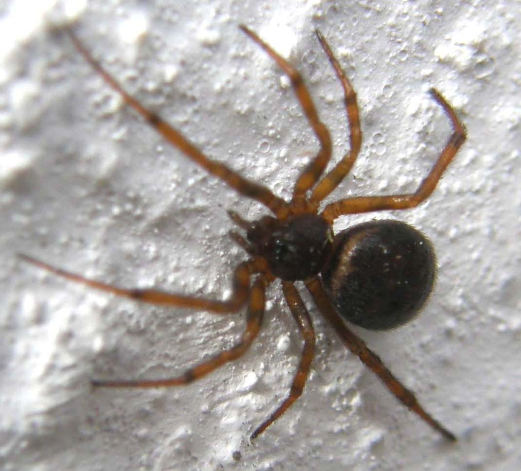 Steatoda bipunctata