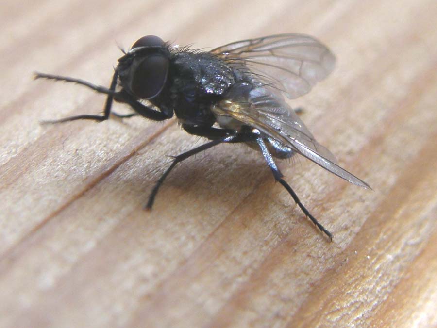 Un''altra Sarcophagidae? No Musca sp.