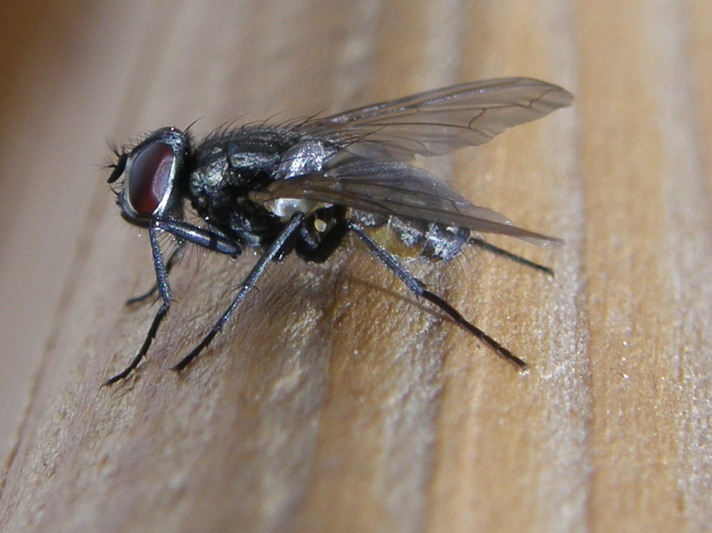 Un''altra Sarcophagidae? No Musca sp.