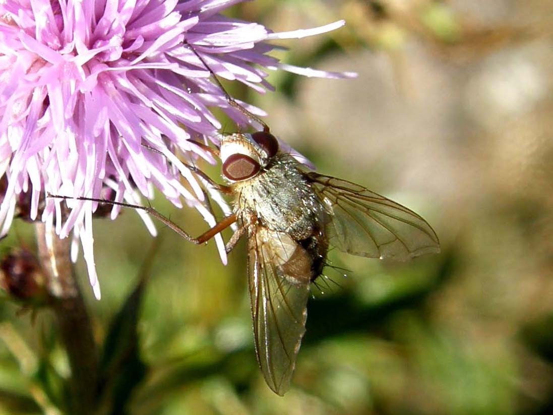 Syrphidae  altoatesini