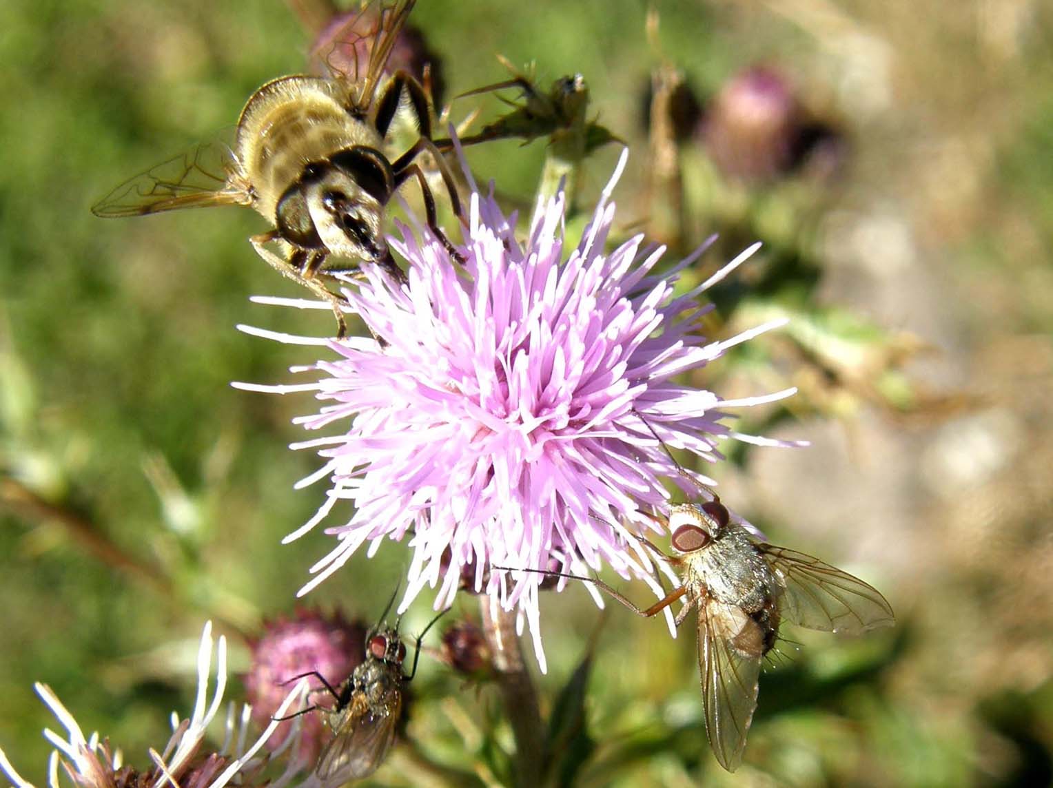 Syrphidae  altoatesini